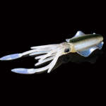 bionic squid bait