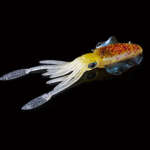 bionic squid bait