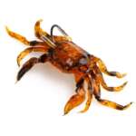 soft crab bait