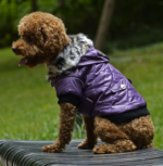 dog winter coat