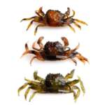 soft crab bait