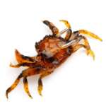 soft crab bait