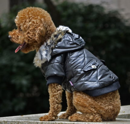 dog winter coat