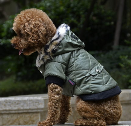 dog winter coat