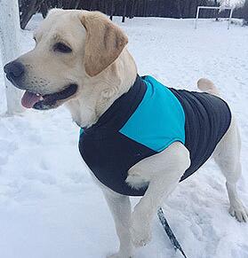 dog winter coat